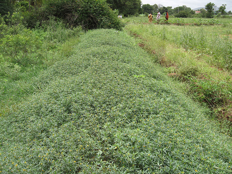 NABARD Watershed WDF